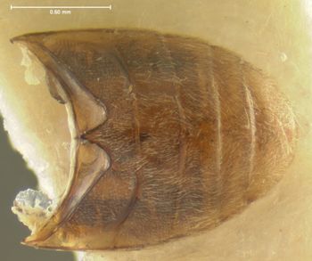 Media type: image;   Entomology 2323 Aspect: abdomen ventral view